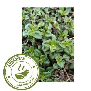 آویشن کوهی