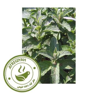 پونه کوهی