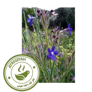 گل گاوزبان وحشی